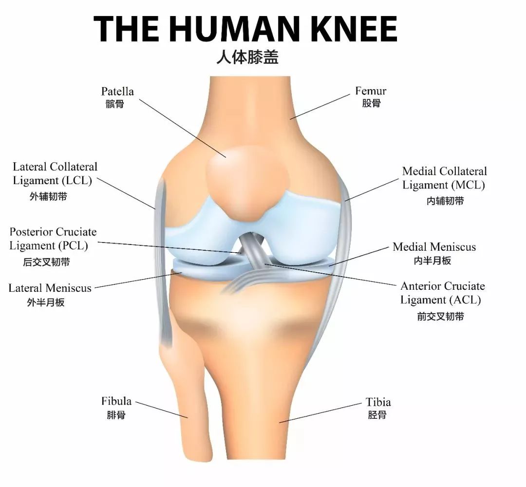 护膝运动真的能保护膝盖吗,登山护膝如何保护膝盖