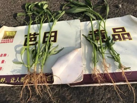 不惧和不怕有什么区别,芭田冠状肥使用方法