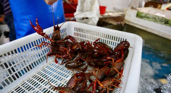 为什么小龙虾有红色和青色的,吃了小龙虾最长时间多久会过敏