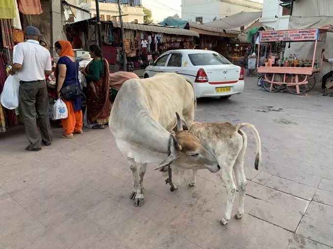 假设你要去印度请问需要注意什么,去印度要学习什么