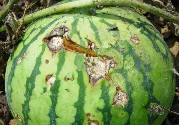 桃树各个时期病虫害防治用药方案,病虫害用药大全