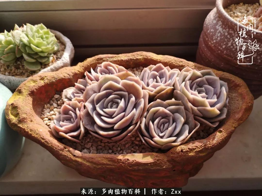 多肉怎么才能养得又美又胖,多肉的特点20个字