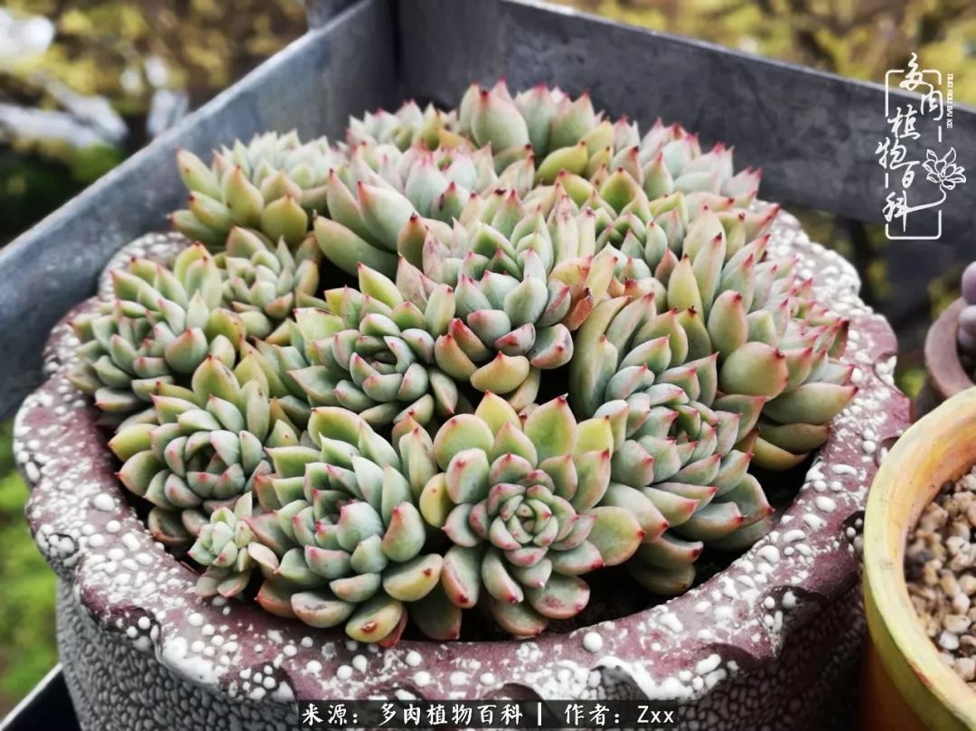 多肉怎么才能养得又美又胖,多肉的特点20个字