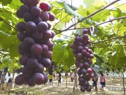 粽情端午节祈福欢乐游|这个端午南宁给您N种玩法！