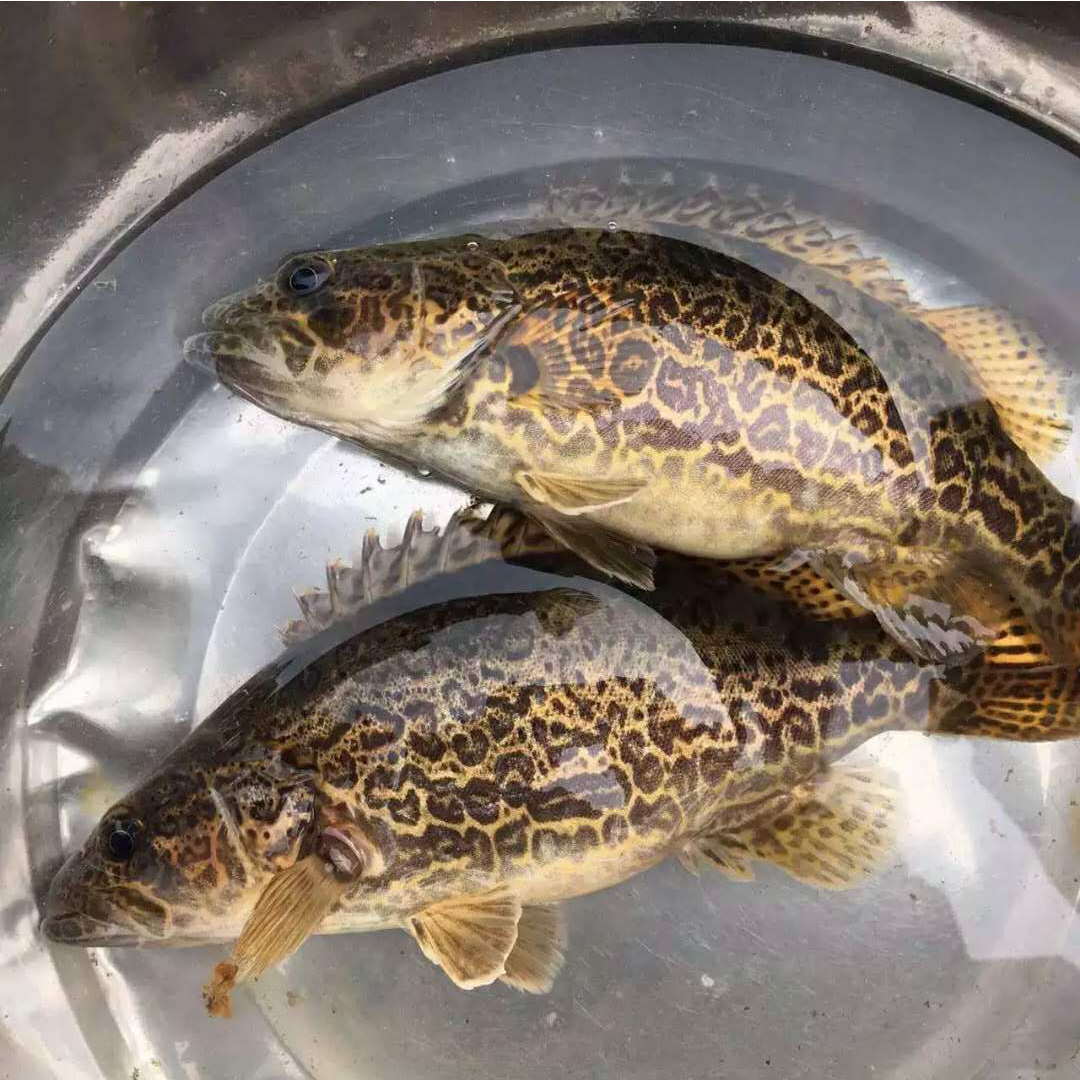 鳜鱼回收价,长期大量收购桂鱼