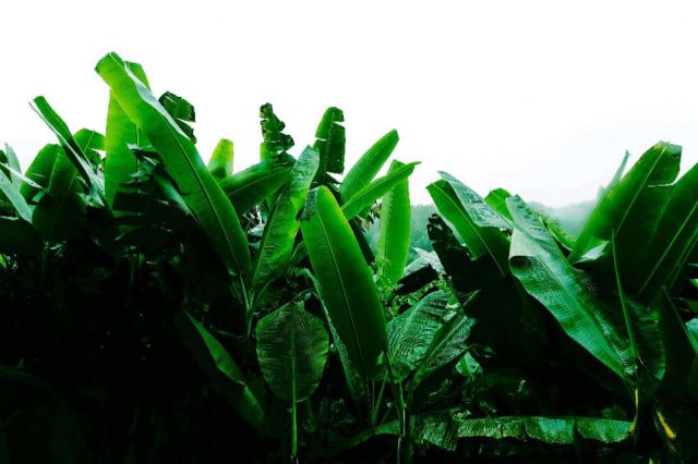 粽叶箬叶有什么功效,粽叶有哪些功效和作用