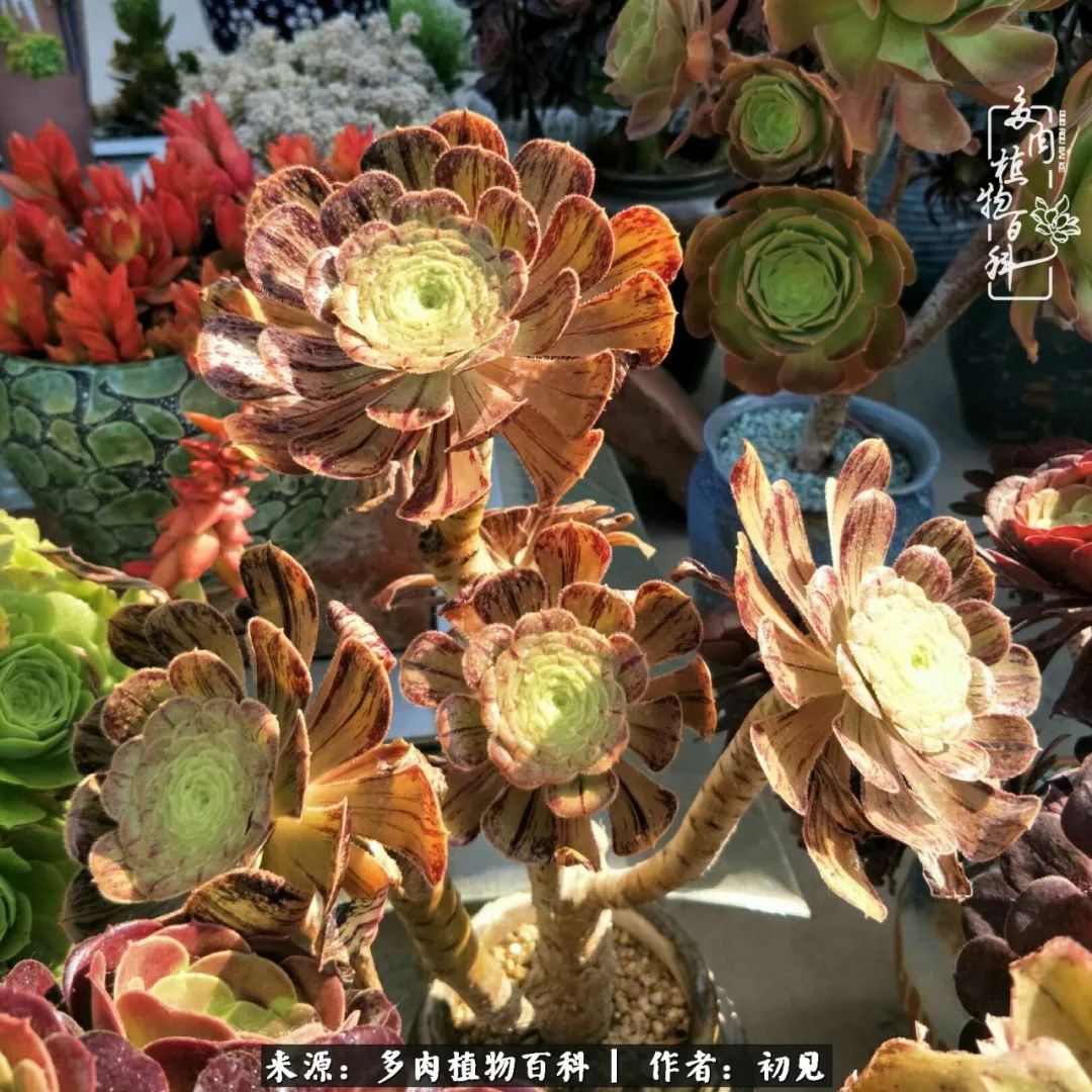 紧张的高三生活也需要适度的放松,紧张焦虑高考