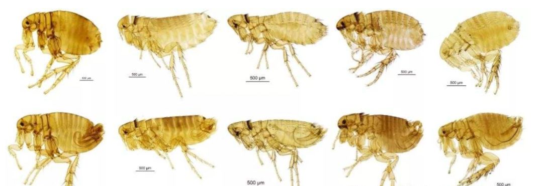 跳蚤被国王当成宠物来养,养个跳蚤当宠物
