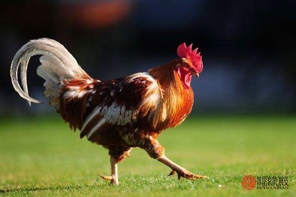 属鸡不宜婚配属什么生肖,鸡年配什么生肖最合适