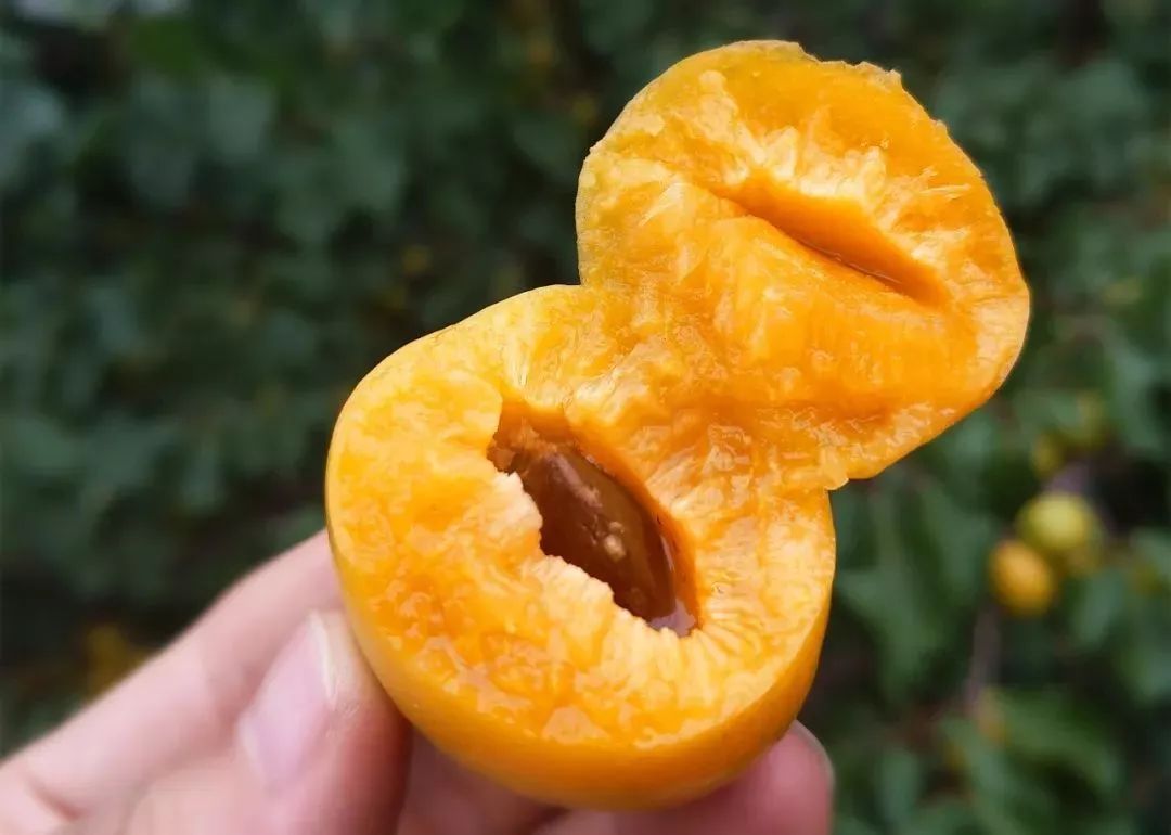 果期仅15天，*安泰**半野生珍珠杏！一口咬下满满桂花香，从牙齿蜜甜到腰！|吃货精选