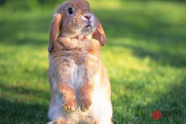 83年猪与87年兔婚配能白头到老吗,93年的鸡男和87年的兔女婚配好吗