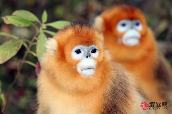 95年属猪的和92年属猴的婚姻好吗,92年女属猴的一生婚姻状况