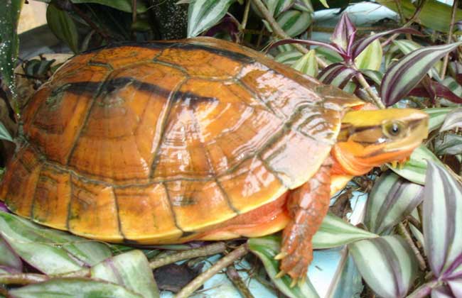 海南小金钱龟50克价格,金钱龟价格最新行情