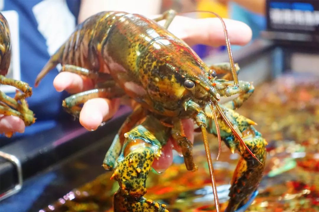 广州帝王蟹去哪买,番禺帝王蟹