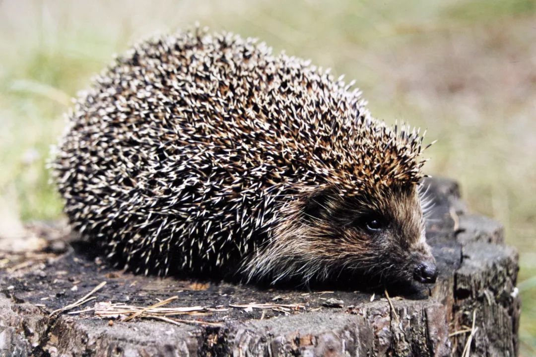 扎刺星人百科,扎星人刺猬养成攻略