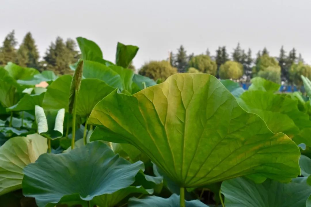 瀹夊笀澶ц瓒呰秺瀹夊ぇ,瀹夊笀澶у畨鍐滃ぇ