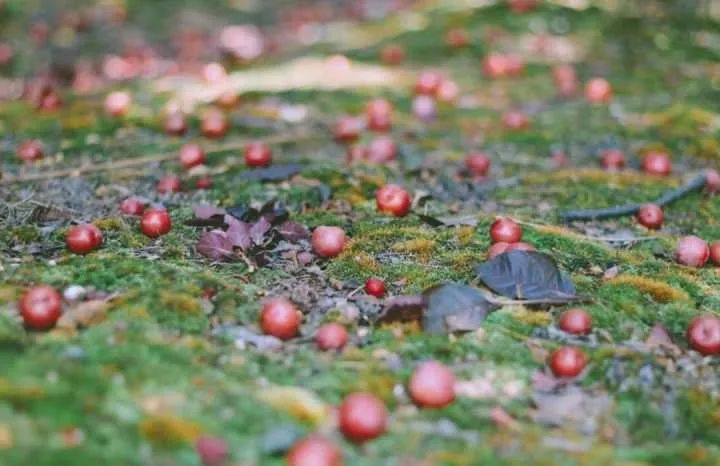 瀹夊笀澶ц瓒呰秺瀹夊ぇ,瀹夊笀澶у畨鍐滃ぇ