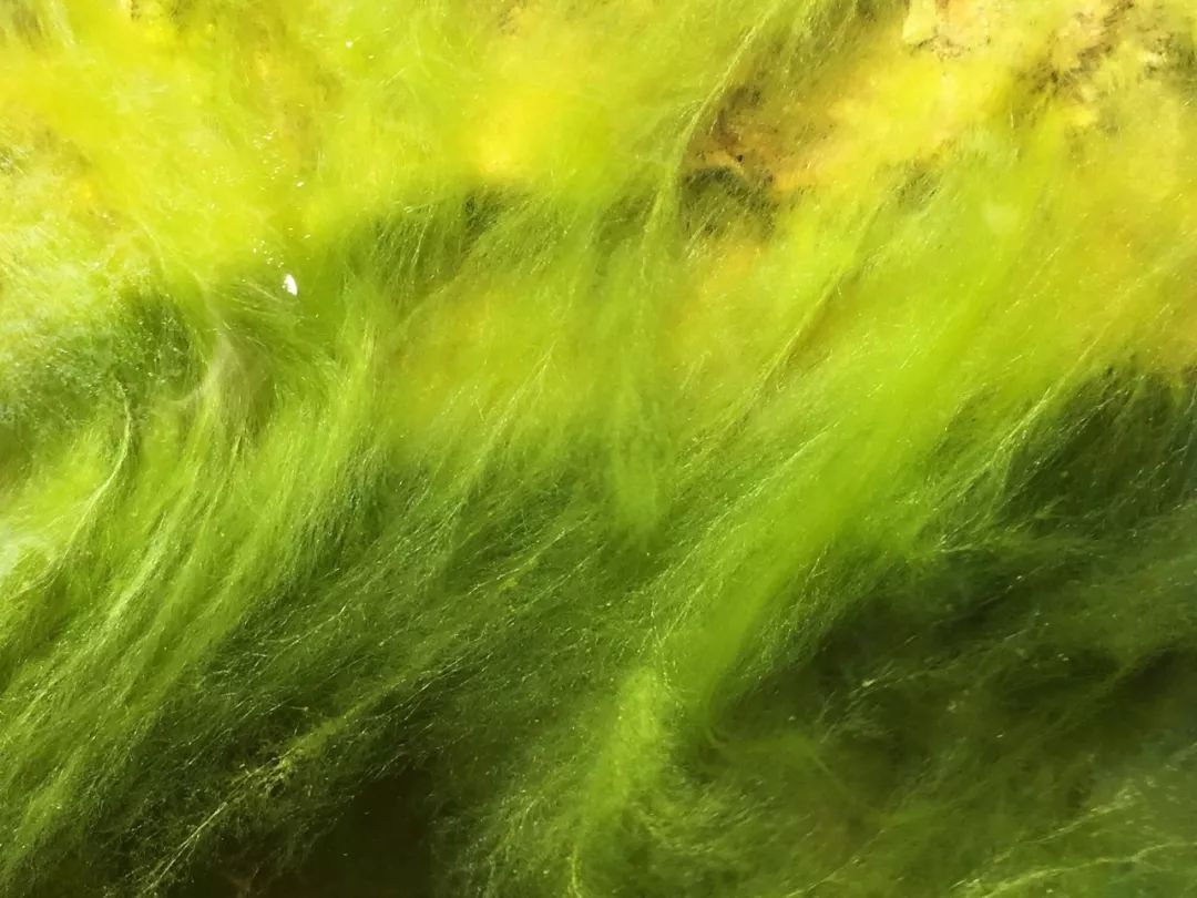 睡莲可以在沙底里生长吗,睡莲的养护方法图解