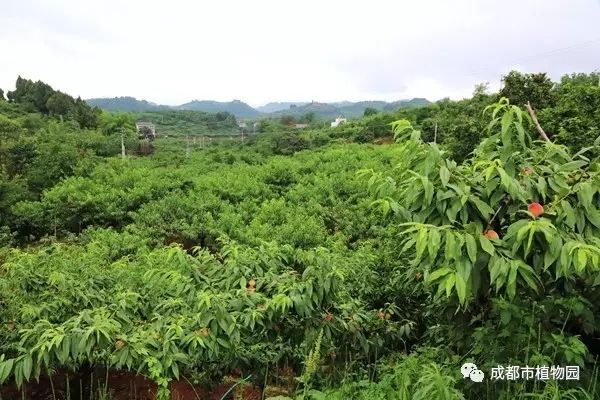 红桃子,红桃子成熟季节