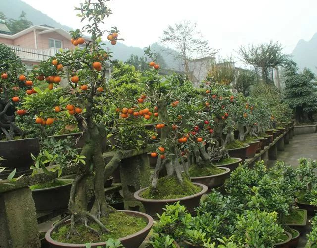 长阳城,长阳向阳花开