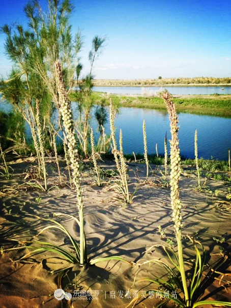 东道海子,东道海子最新
