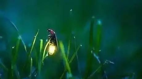 养殖萤火虫，送您一个浪漫的夜晚！萤火虫带火乡村旅游，更让我们懂得保护环境的重要