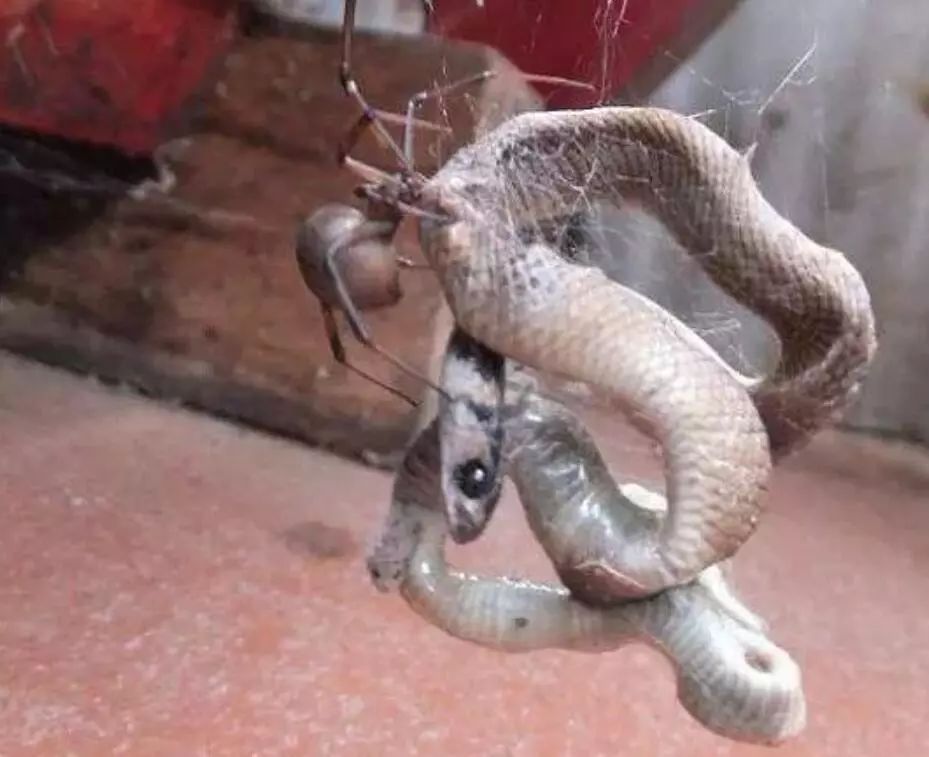 澳大利亚现巨型蜘蛛,澳大利亚巨型蜘蛛在哪出现