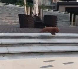 东北话灵魂方言,东北话注入灵魂