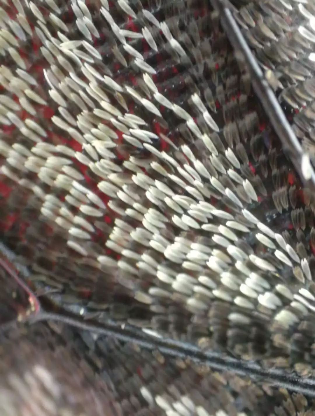 贴上它手机镜头秒变显微镜,贴在手机上的显微镜