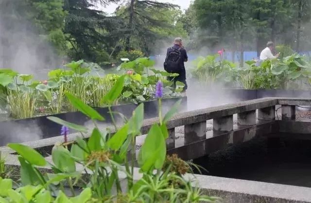 上海赏荷花最好的地方,上海秋冬拍荷花最佳地点