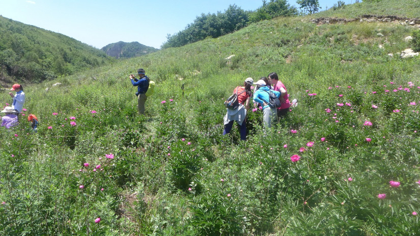 美丽芍药谷,云雾缭绕人间仙境芍药谷