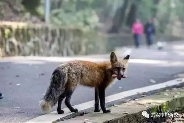 来武汉读书第一年,来武汉上大学的理由