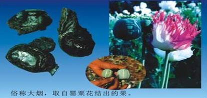 六月26日是国际禁毒日禁毒宣传语,2022年国际禁毒日相关知识