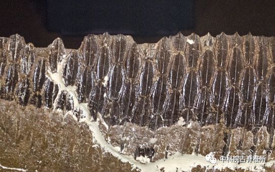 恐龙为什么如此巨大,恐龙世界什么恐龙最庞大