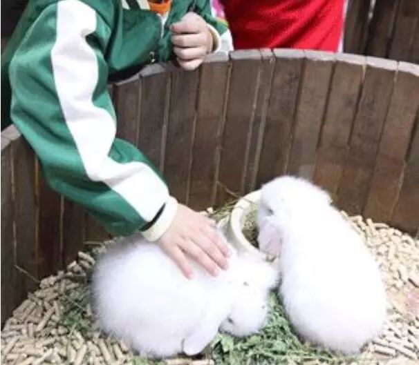 普通门票疯狂动物城,假期打卡疯狂动物城