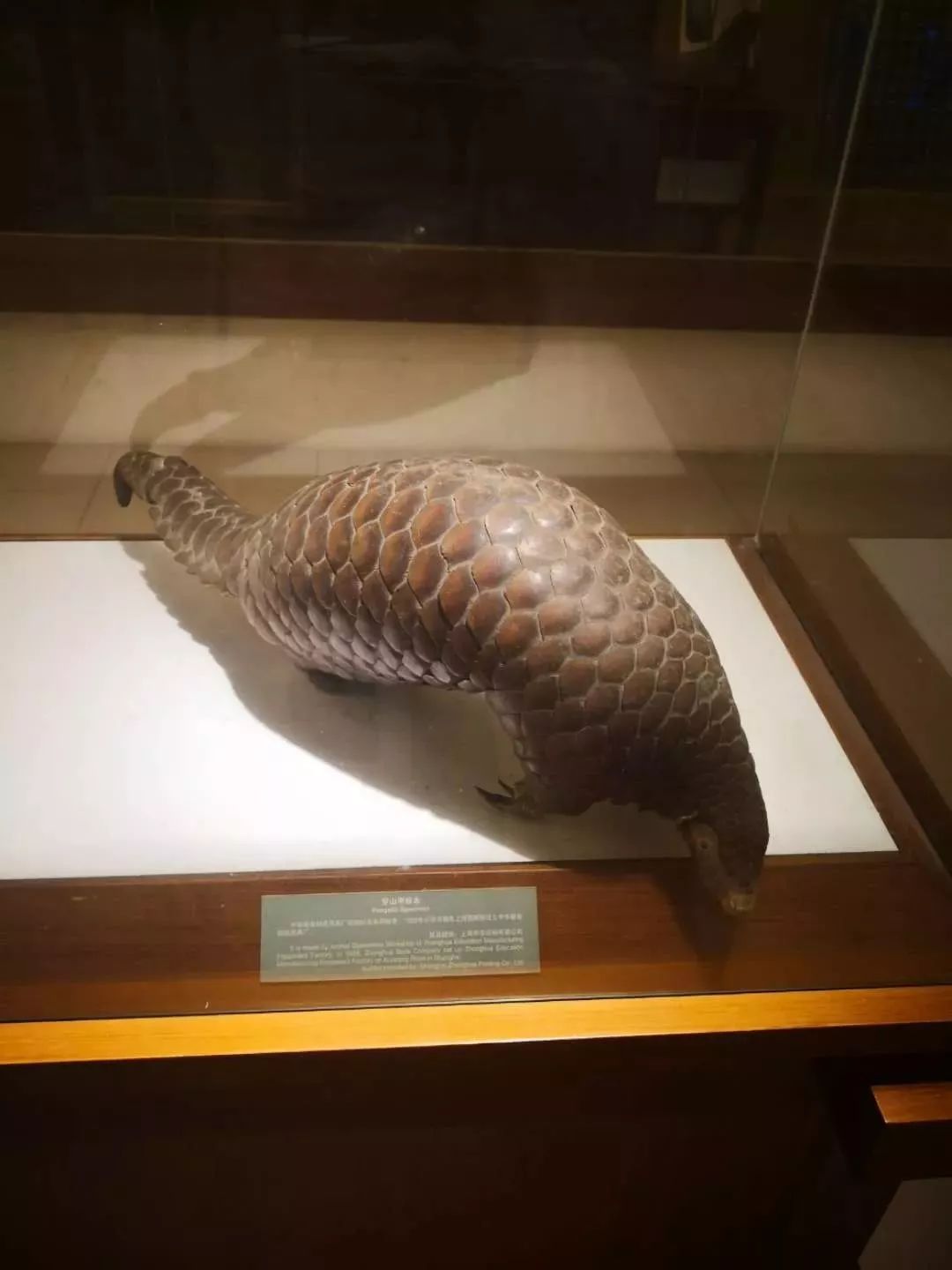 从缝纫机到烫金机，来青浦揭秘现代出版业“秘密*器武**”！