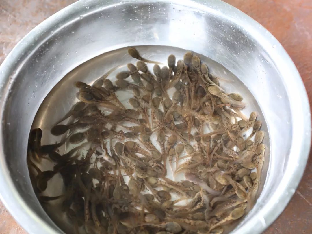 什么？野生的石蛙居然被他养殖成功了？