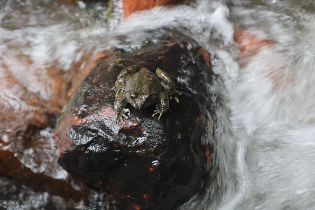 什么？野生的石蛙居然被他养殖成功了？