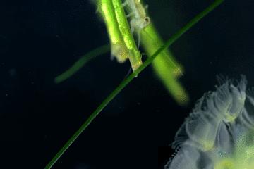 显微镜看到的藻类微生物形态图,藻类浮游生物