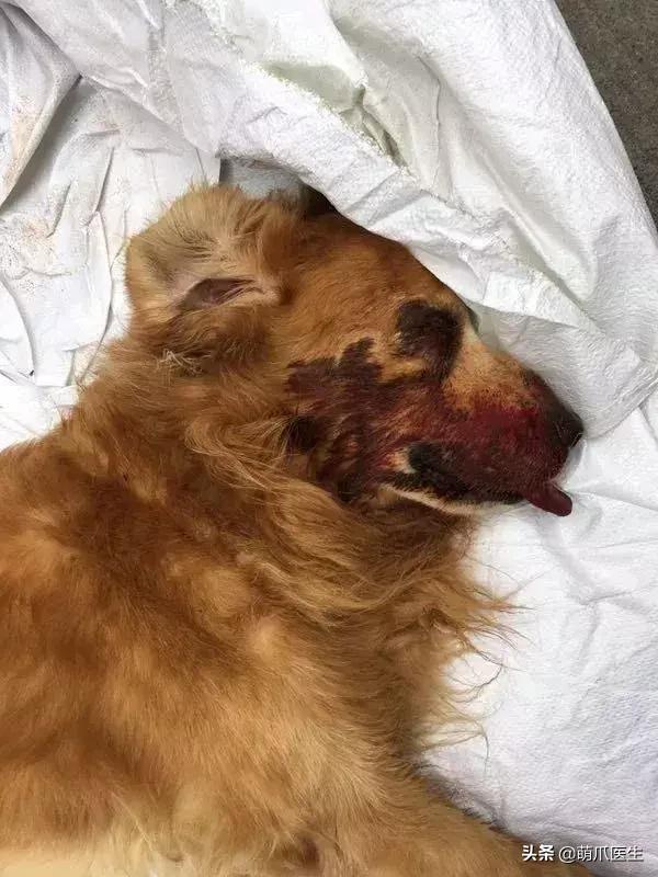 警方回应金毛犬案最新进展！顺德金毛咬死贵宾被打死视频打死金毛者身份信息曝光