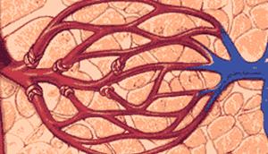 血液循环差怎么调理,血液循环不好容易引起哪些疾病