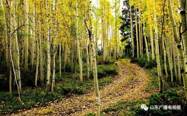 文末有福利|山东广电草原夏令营推出亲子营，8月带娃一起嗨