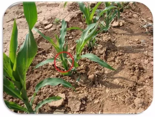 玉米最近发生的大事,玉米出事了怎么回事