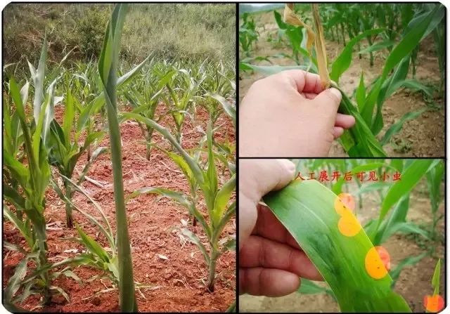 玉米最近发生的大事,玉米出事了怎么回事