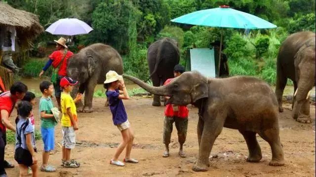 来西双版纳，做大自然的学生|雅居乐·西双林语夏令营开始报名啦