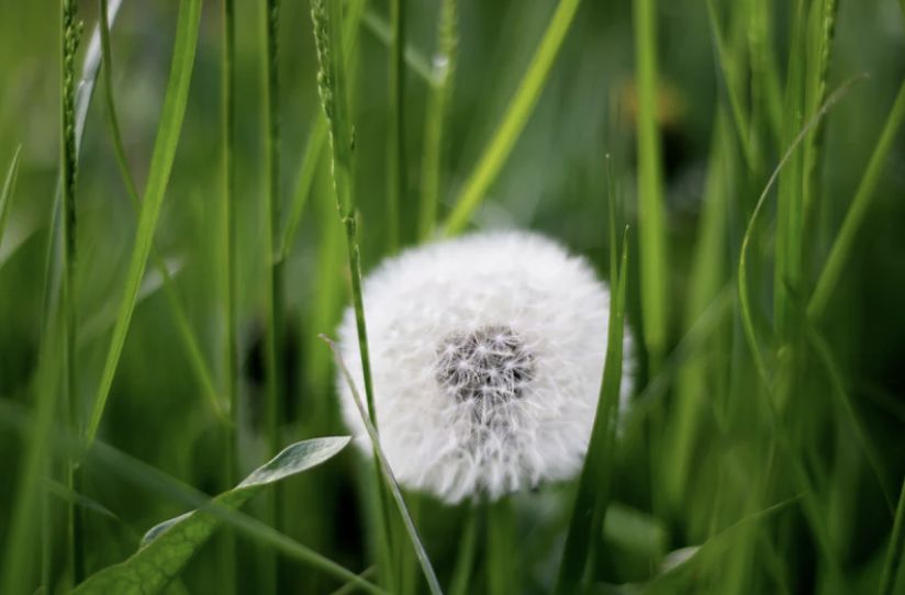 冬天蒲公英泡水喝,冬天蒲公英根泡水喝