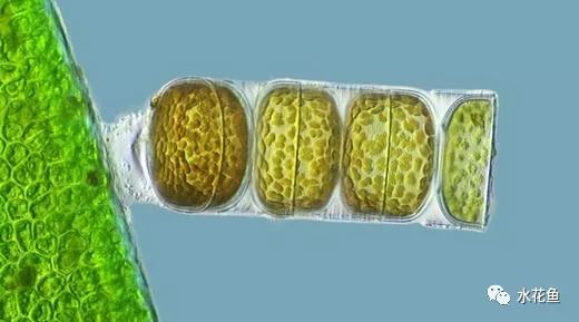 水中常见的藻类微生物图片,藏在水下的生物