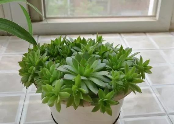 多肉观音莲长出很多小的怎么办,观音莲多肉叶子往下耷拉怎么回事