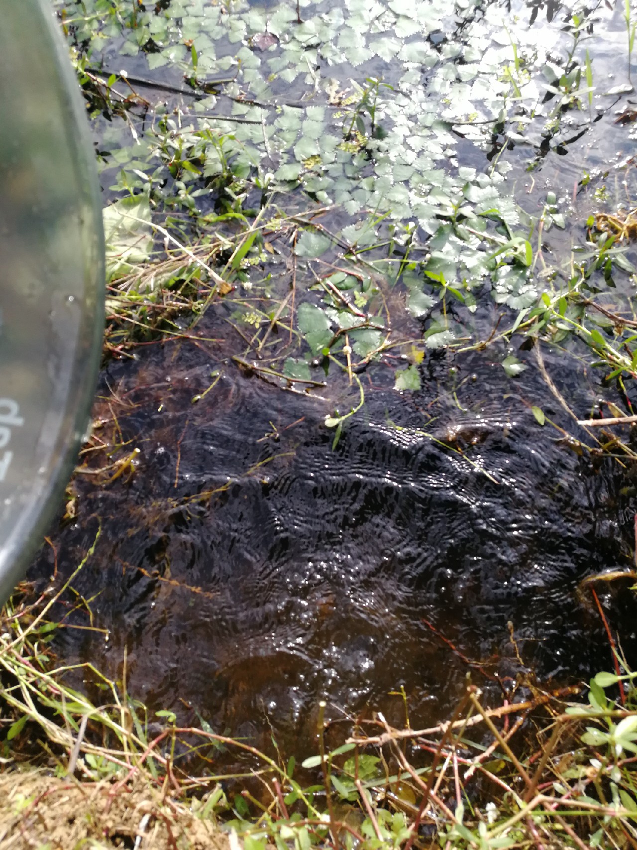 头顶烈阳开拓钓位逐泡寻鲫放流可怜鱼获