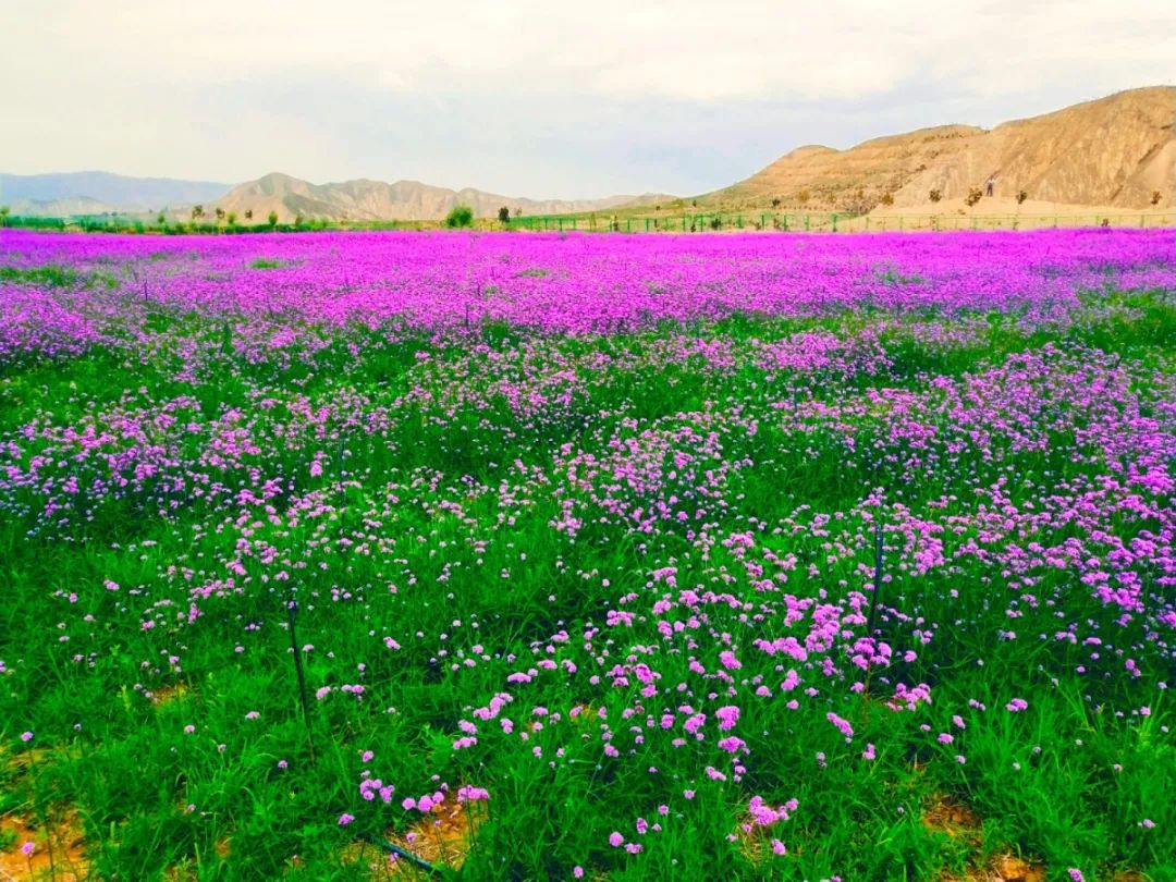 白银市区到大坪花海,去大坪玩攻略